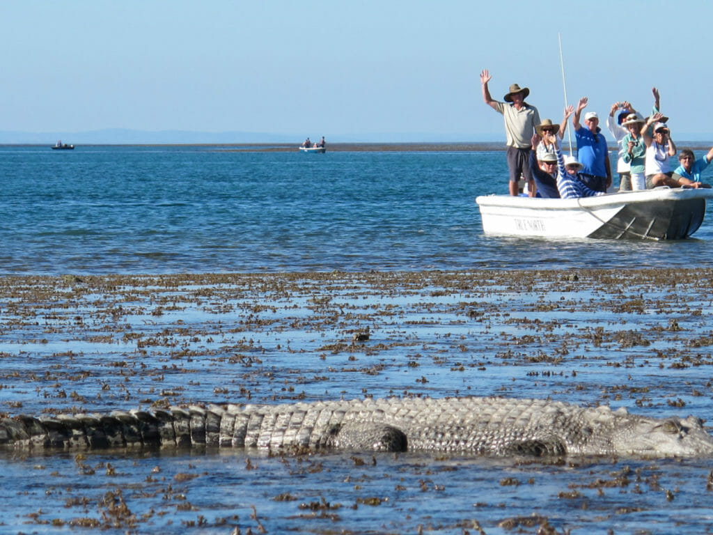 True North Boat, Salt water crocodile at Montgomery Reef, The Kimberley, Western Australia