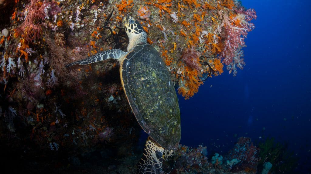 Turtle, Cenderawasih Bay, Raja Ampat, Indonesia