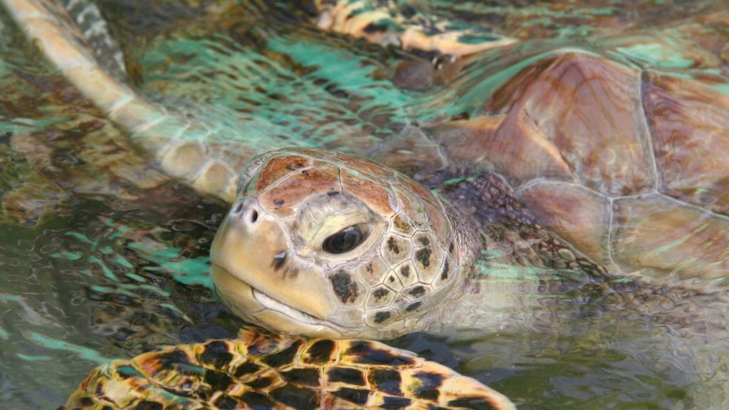 Sea turtle sanctuary in Bequia