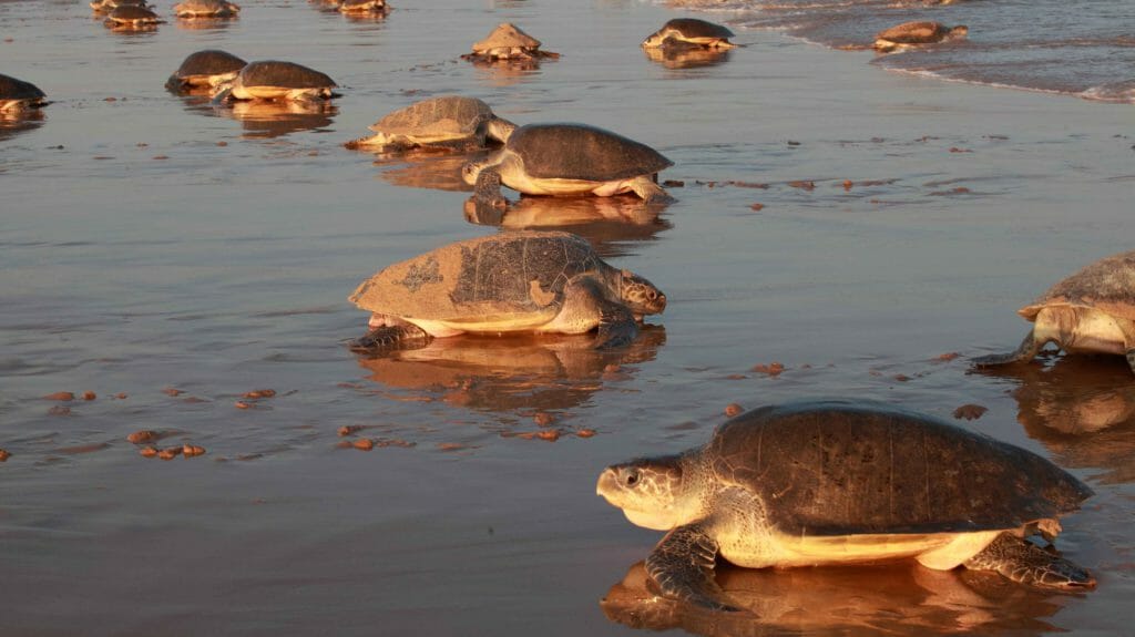 Turtles on the beach, Nicaragua