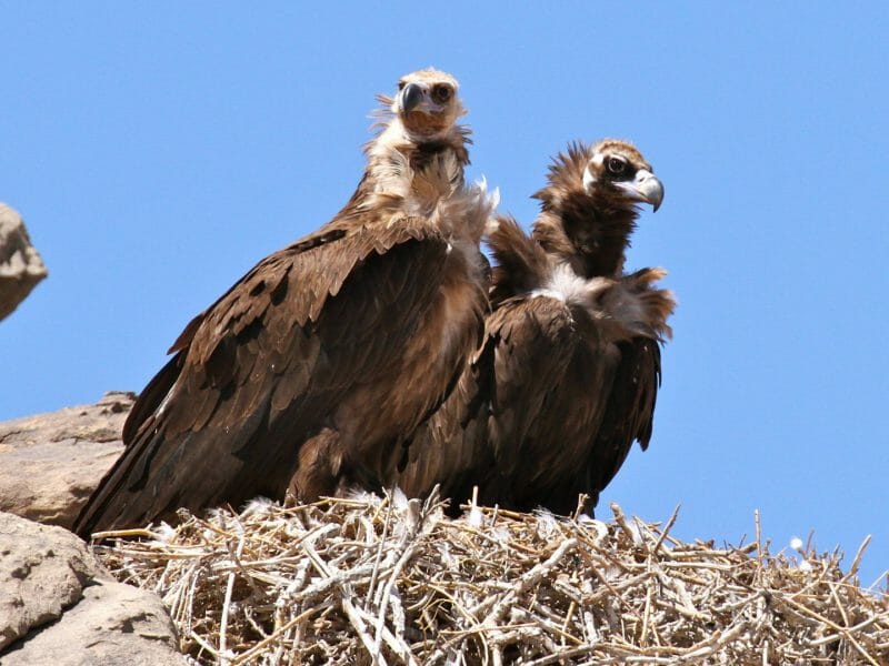 Two young Cinereous vulture sat on nest against blule sky.