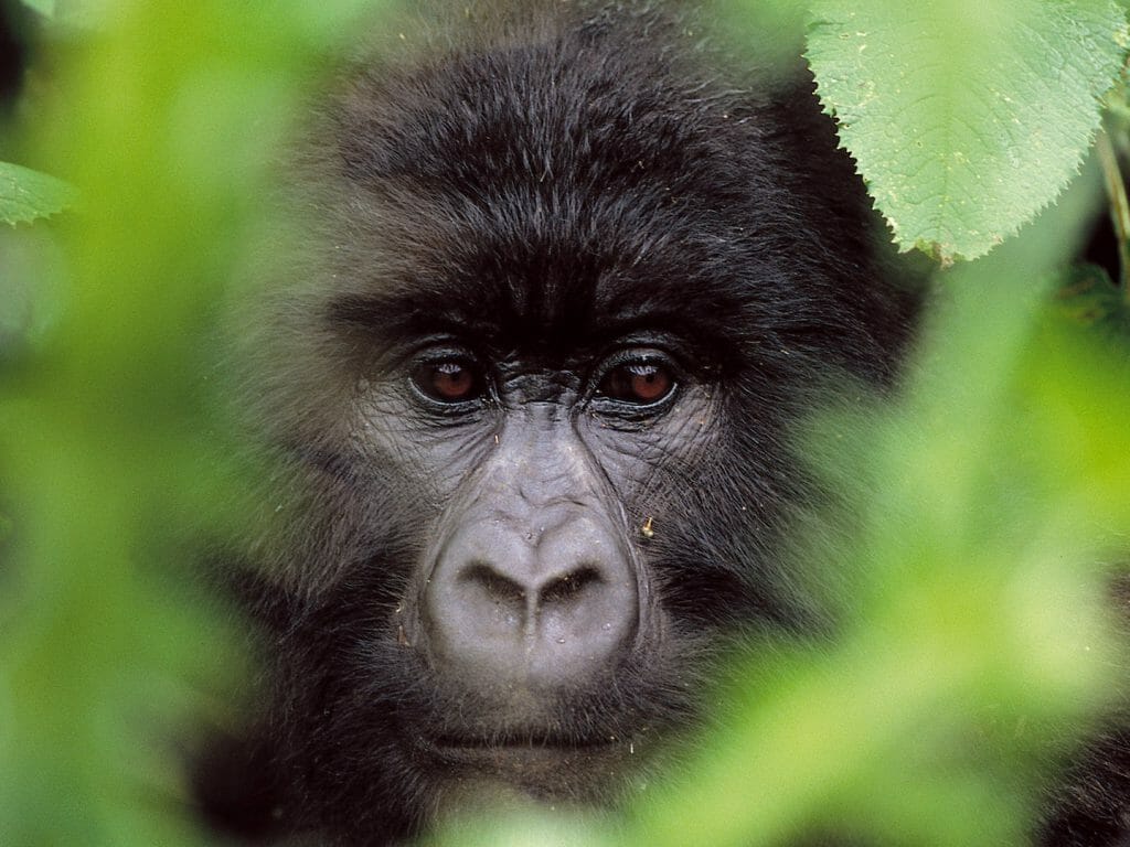 Uganda, Bwindi National Park, Gorilla portrait through trees