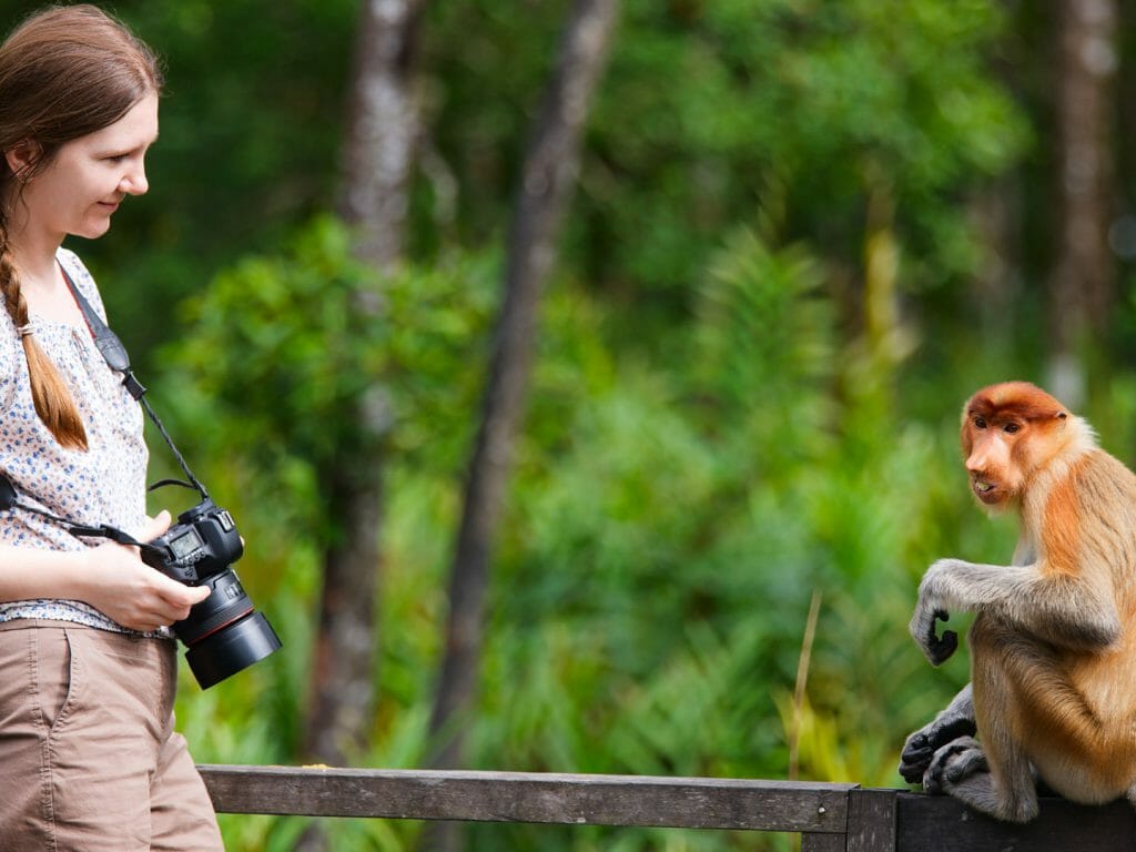 Up Close with Proboscis Monkey, Camp Leakey, Borneo, Indonesia