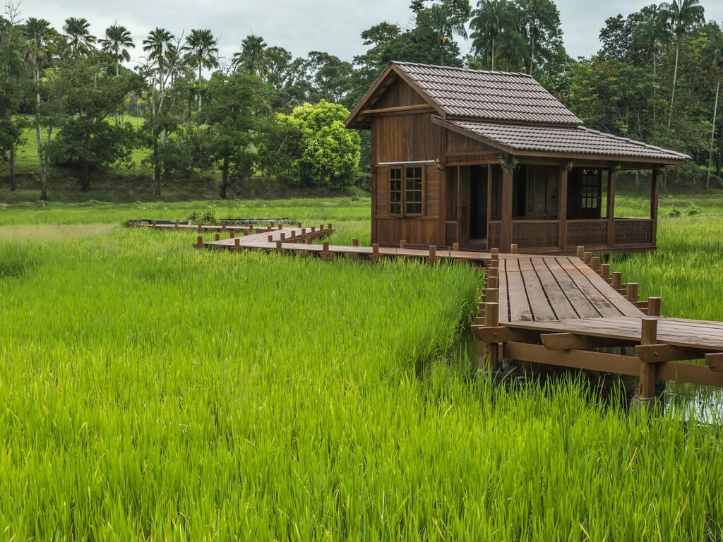 Village House in a Paddy Field, Battambang, Cambodia