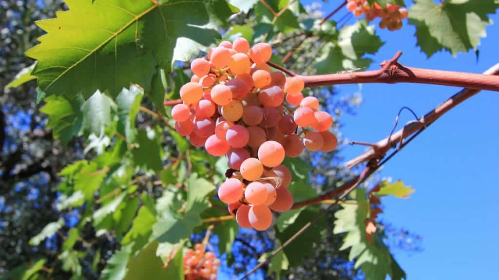 Vineyard, Croatia