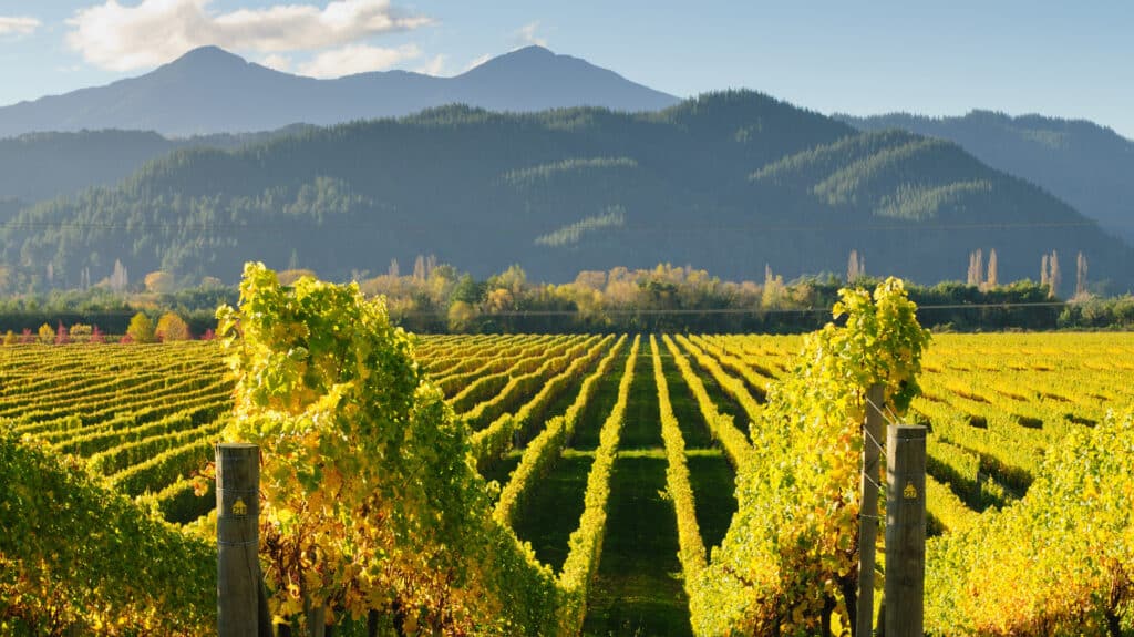 Vineyard, Marlborough, New Zealand