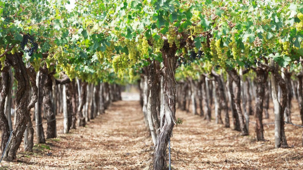 Vineyard, Mendoza, Argentina