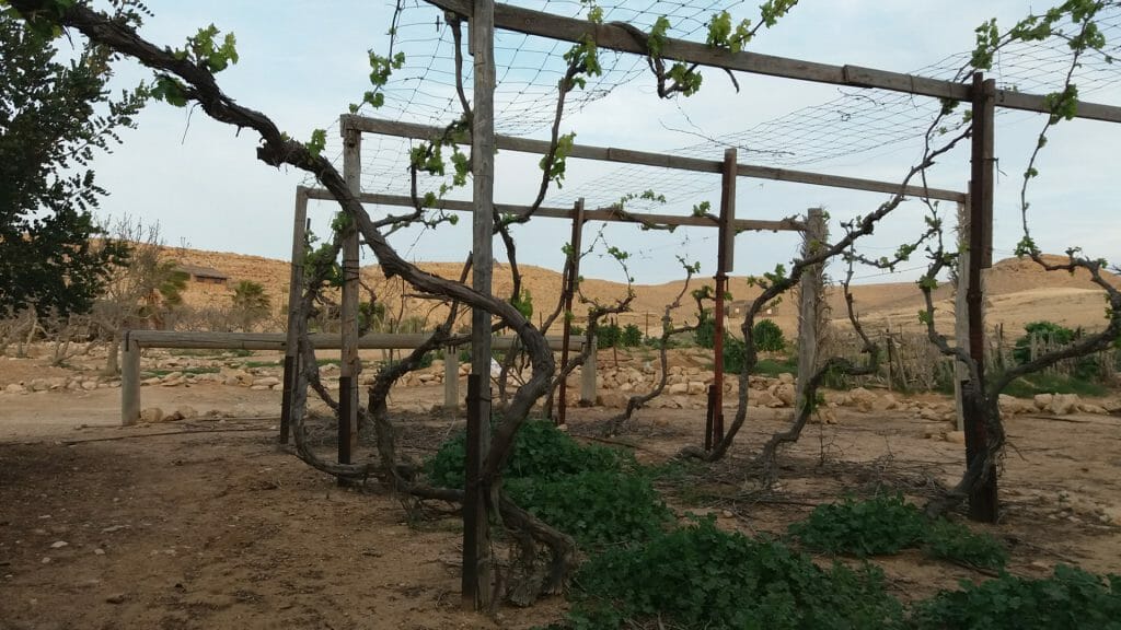 Vines blossoming on frame, Negev Desert, Israel