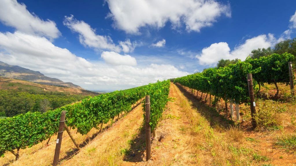 Vineyards in Stellenbosch, Cape Winelands, South Africa