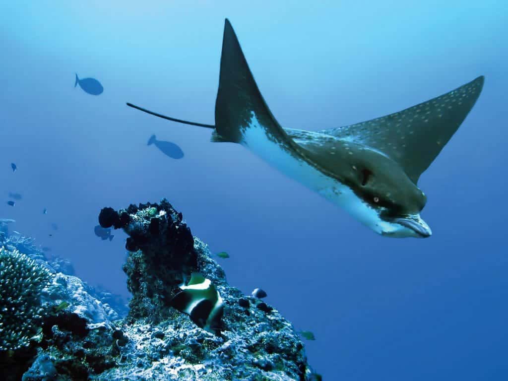 Wa Ale Resort, Eagle Ray, Mergui, Myanmar