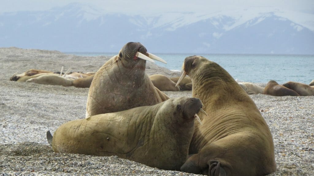 Walrus, Spitsbergen