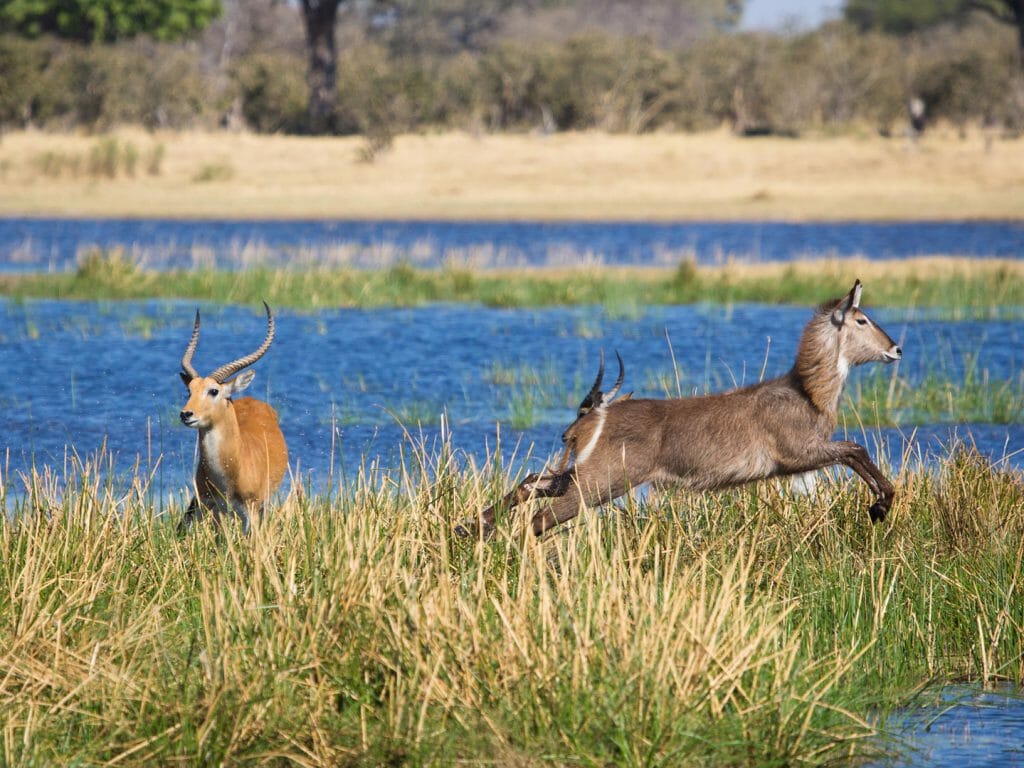 A startled waterbuck and red lechwe bound in opposite directions, Okavango Delta, Botswana