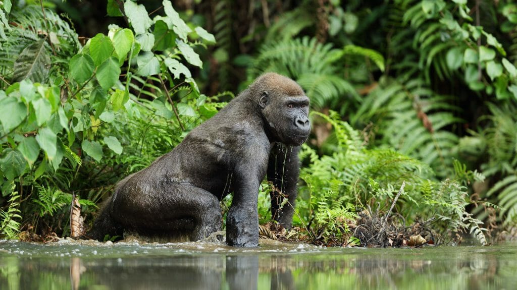 Western lowland gorilla in water, Gabon