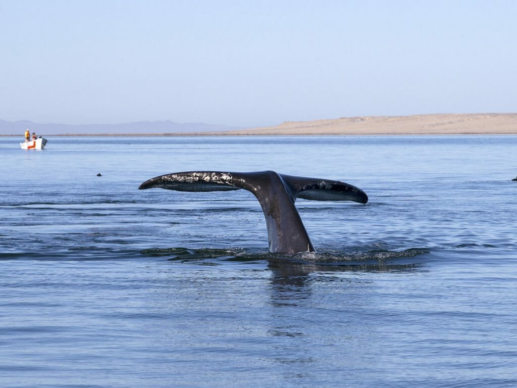 Whale Fluke, Baja California, Mexico
