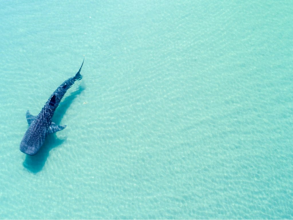 Whale Shark in Shallow Waters, Baja California