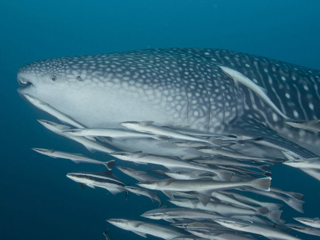 Whale Shark, Oman