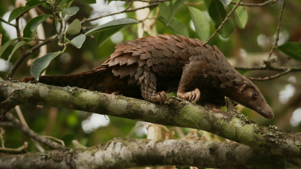 White-bellied pangolin, Central African Republic