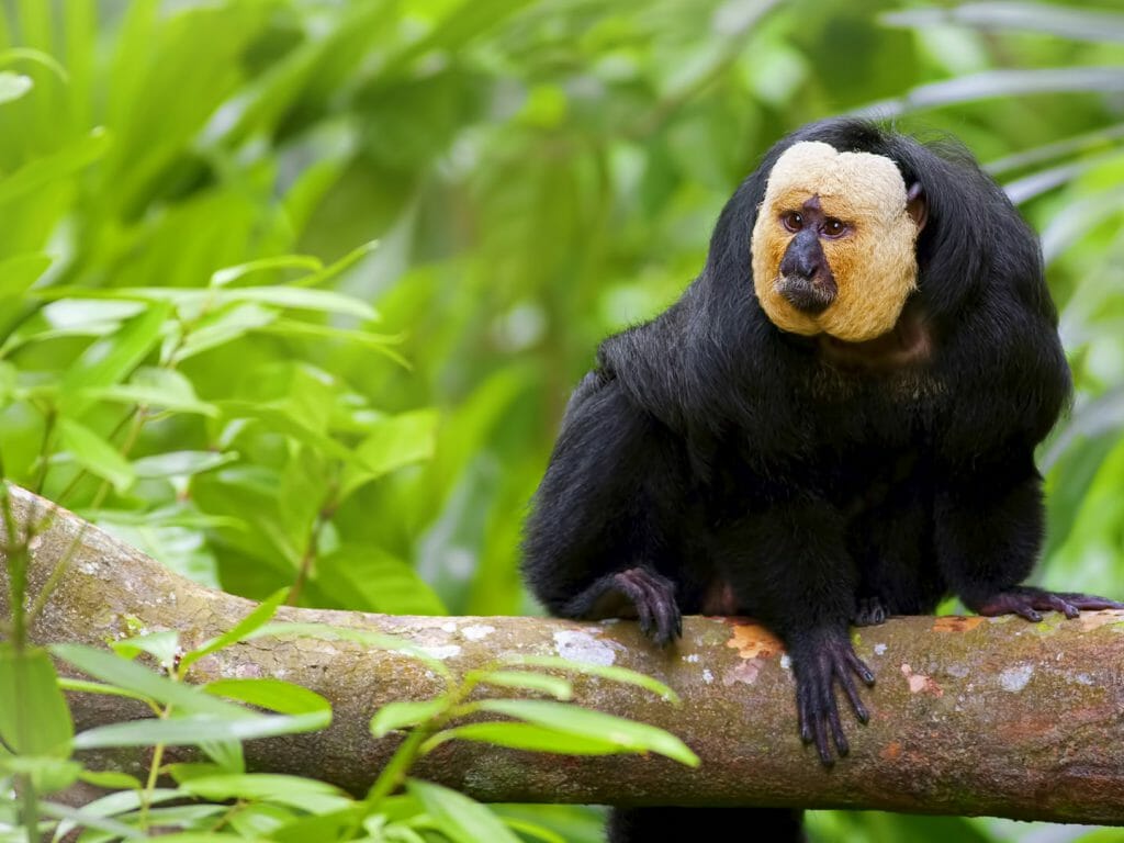 White faced Saki Monkey, Guyana