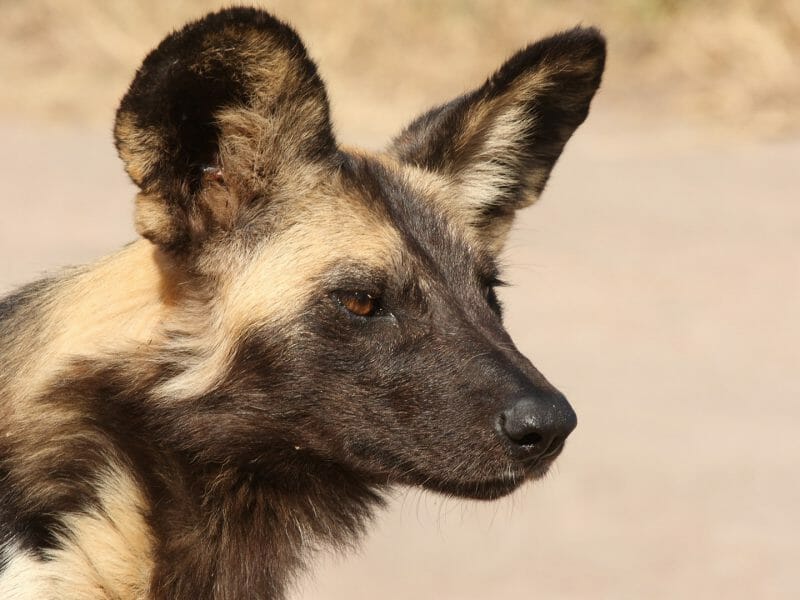 Wild dog, Selinda Reserve, Botswana