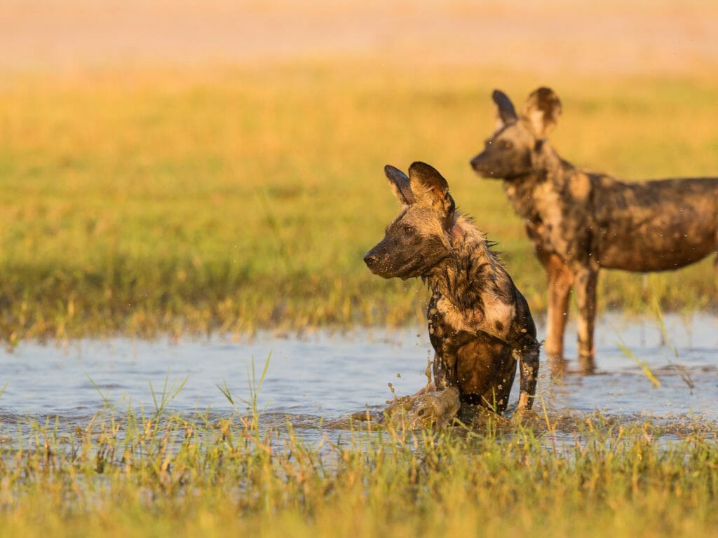 Wild dogs, Mana Pools, Zimbabwe