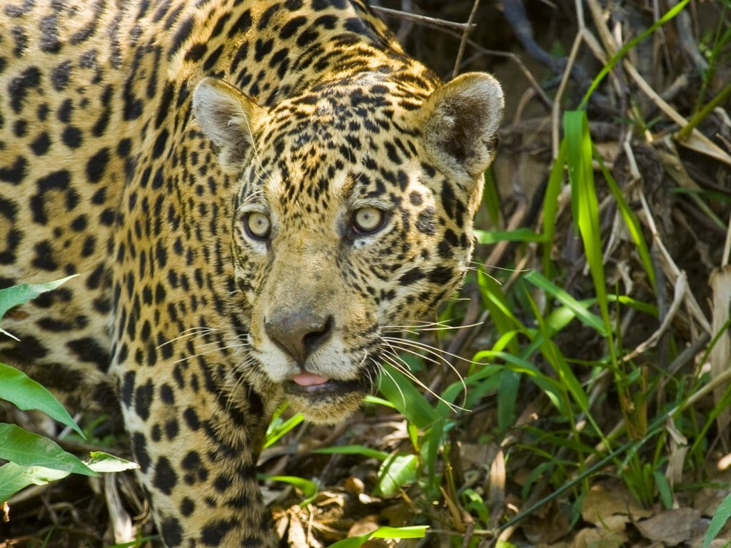 Wild Jaguar, Brazil
