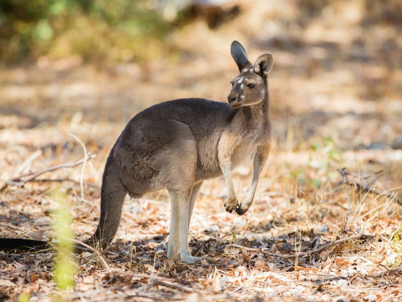 Wild Kangaroo, Australia