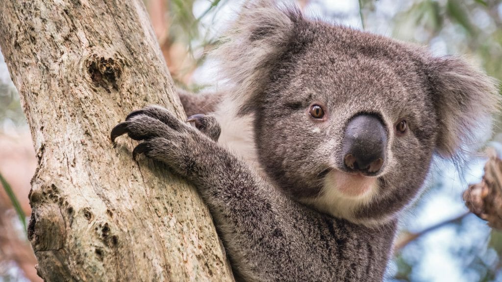 Wild koala climbing up a tree in Adelaide Hills, South Australia
