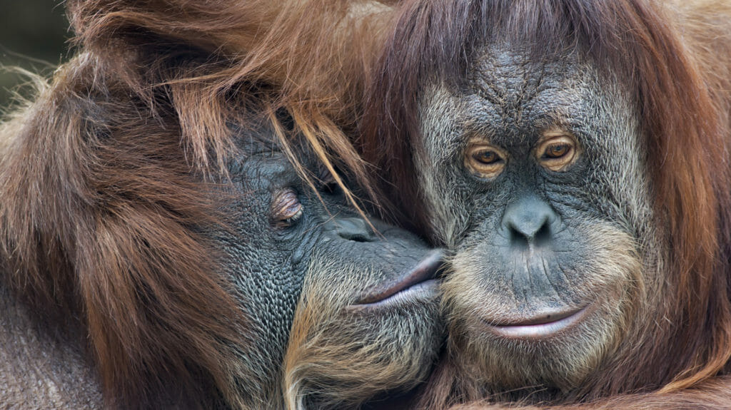 Wild Tenderness Among Orangutan, Borneo