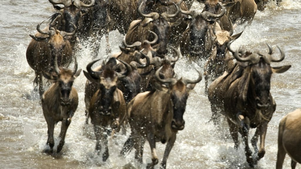 Wildebeest Migration, Serengeti, Tanzania