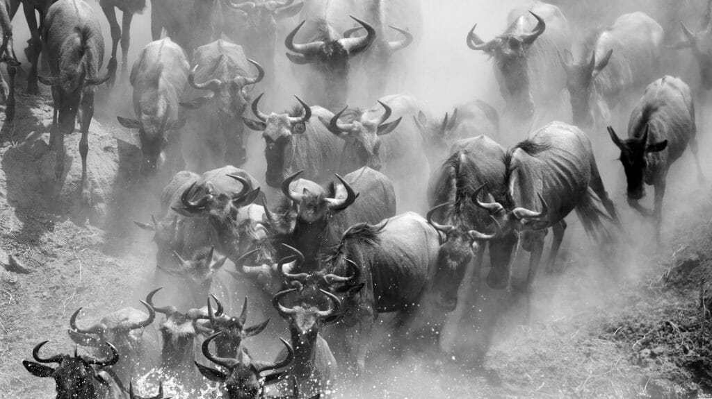 Wildebeest Migration, Tanzania