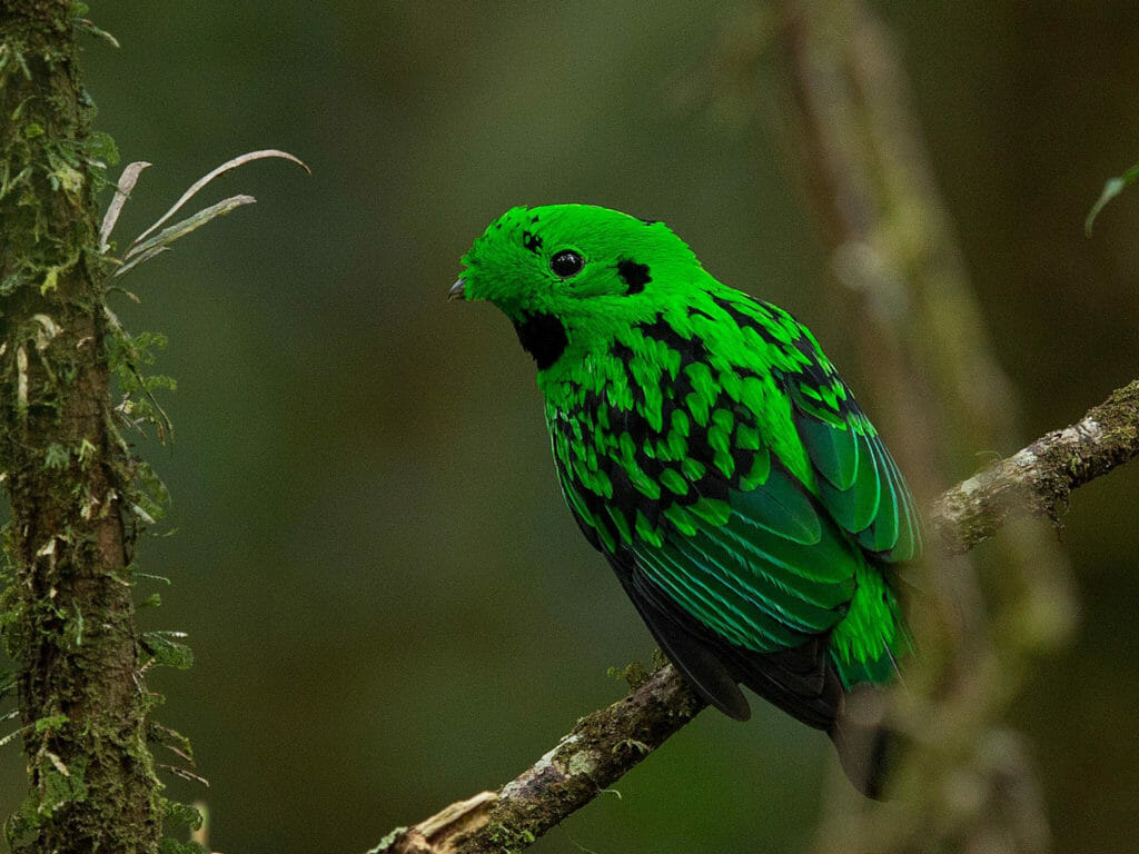 Wildlife,Borneo Expedition, Sabah, Borneo