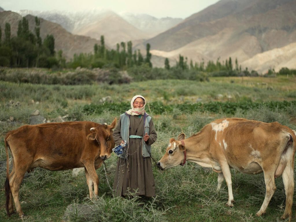 Woman and cows, Ladakh, India