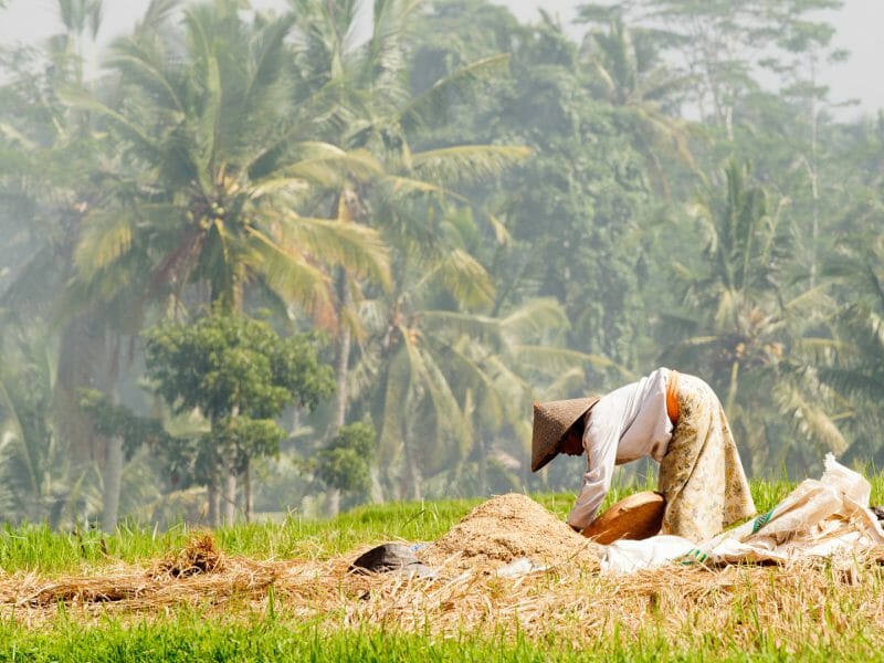 Woman in Rice Field, Ubud, Indonesia