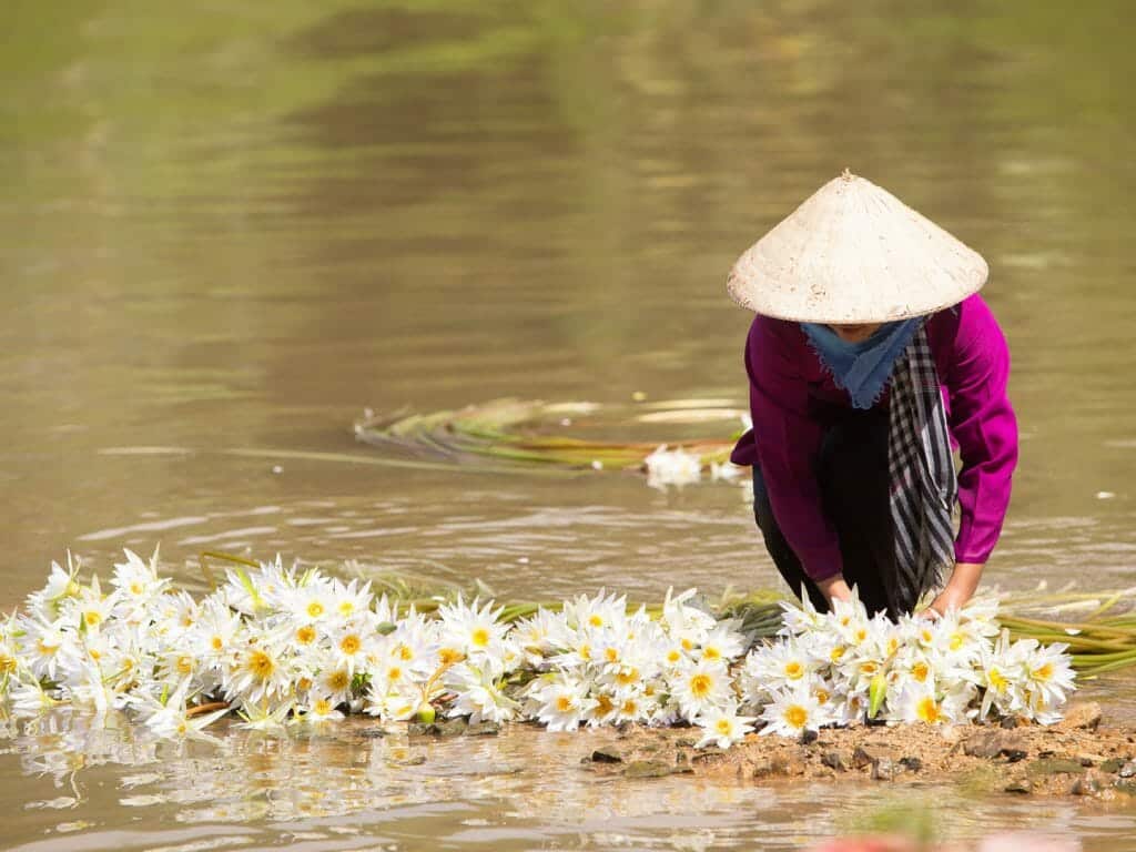 Woman preparing the water lily flowers for sale in Tinh Bien, An Giang, Vietnam