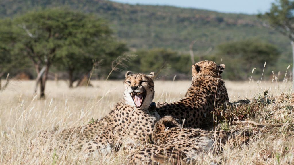Yawning cheetah, Okonjima Nature Reserve, Namibia