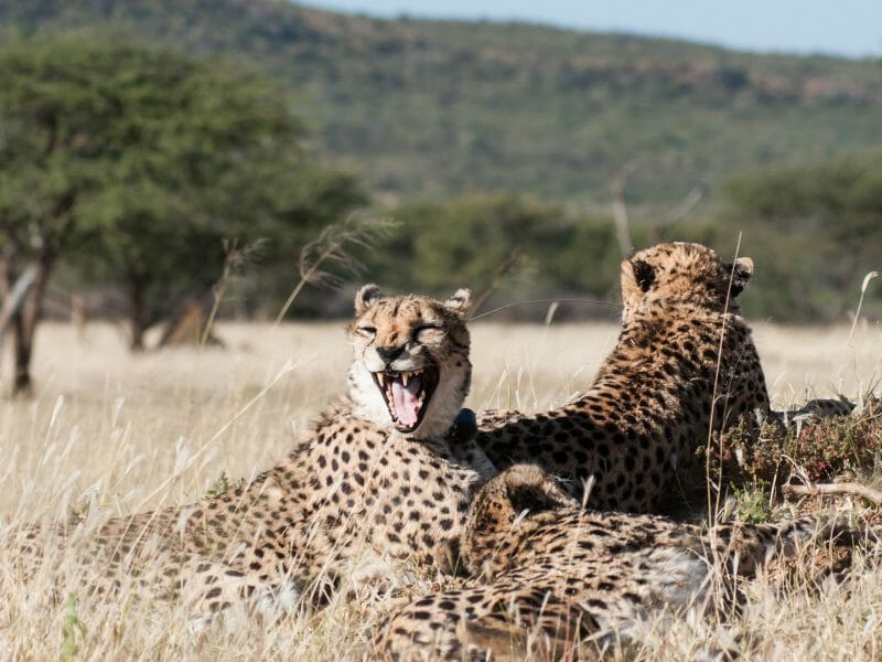 Yawning cheetah, Okonjima Nature Reserve, Namibia