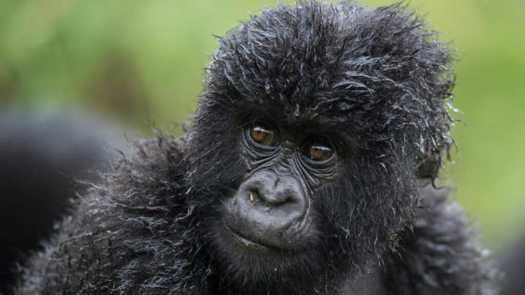 Young wet gorilla, Volcanoes National Park, Rwanda
