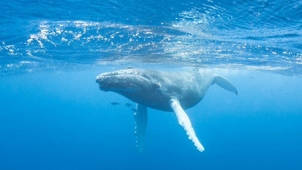 Humpback Whale, Caribbean Sea