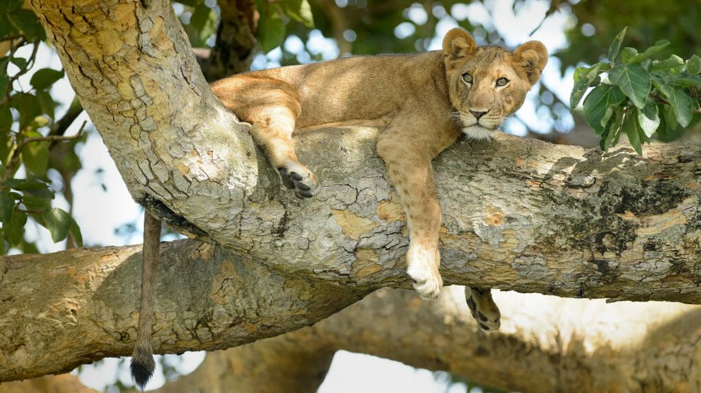 Young lion in a tree, Queen Elizabeth National Park, Uganda