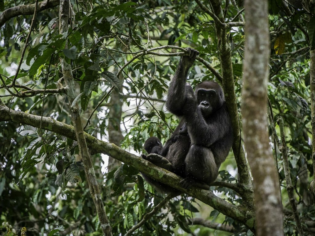 Young male gorilla in tree, Ngaga Camp, Odzala, Rep of Cong