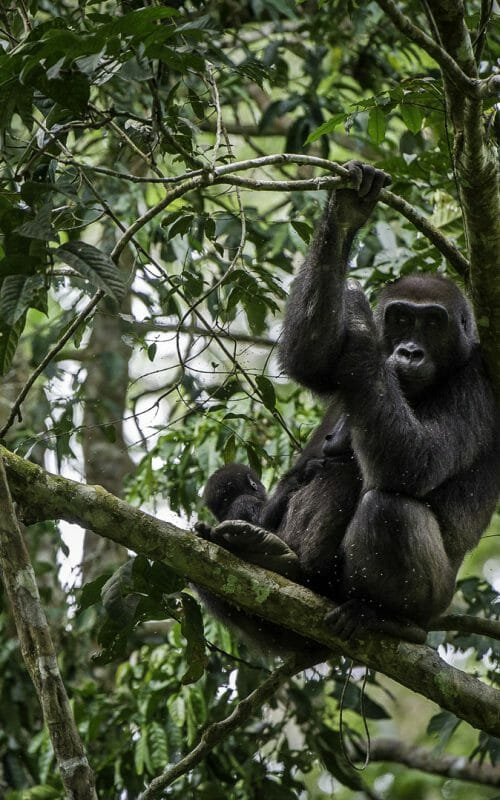 Young male gorilla in tree, Ngaga Camp, Odzala, Rep of Cong