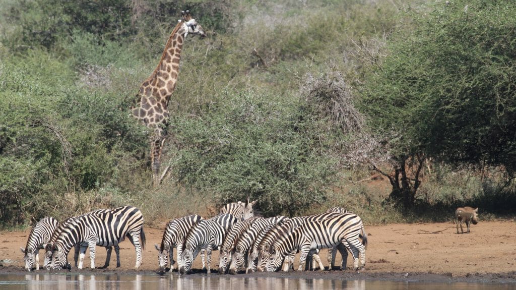 Zebras drinking with giraffe behind, Kruger National Park, South Africa