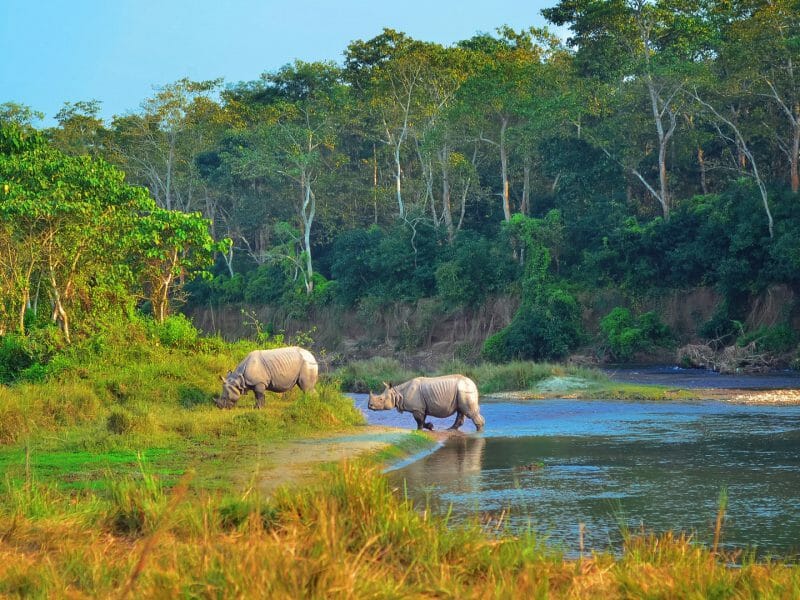 Asian Rhinoceroses, Chitwan National Park, Nepal