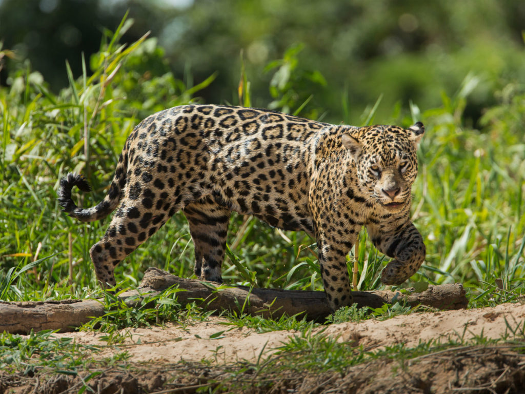 A jaguar, walking in the grass in the Pantanal region of Brazil