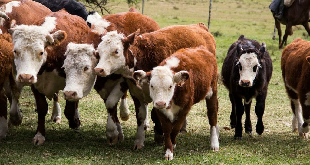cattle at Estancia Santa Modesta, Uruguay