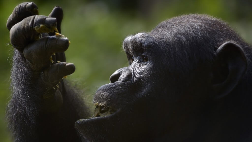 Chimpanzee, Cameroon