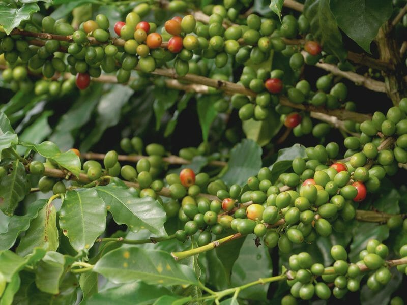 Coffee Beans on Bush, Chiriqui, Panama