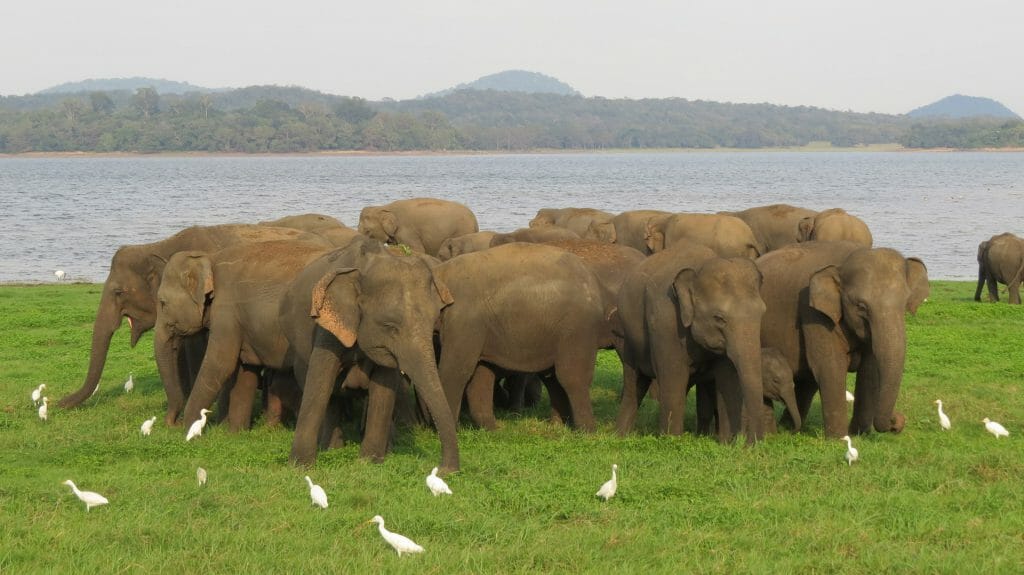 Elephant Herd, Minneriya National Park, Sri Lanka