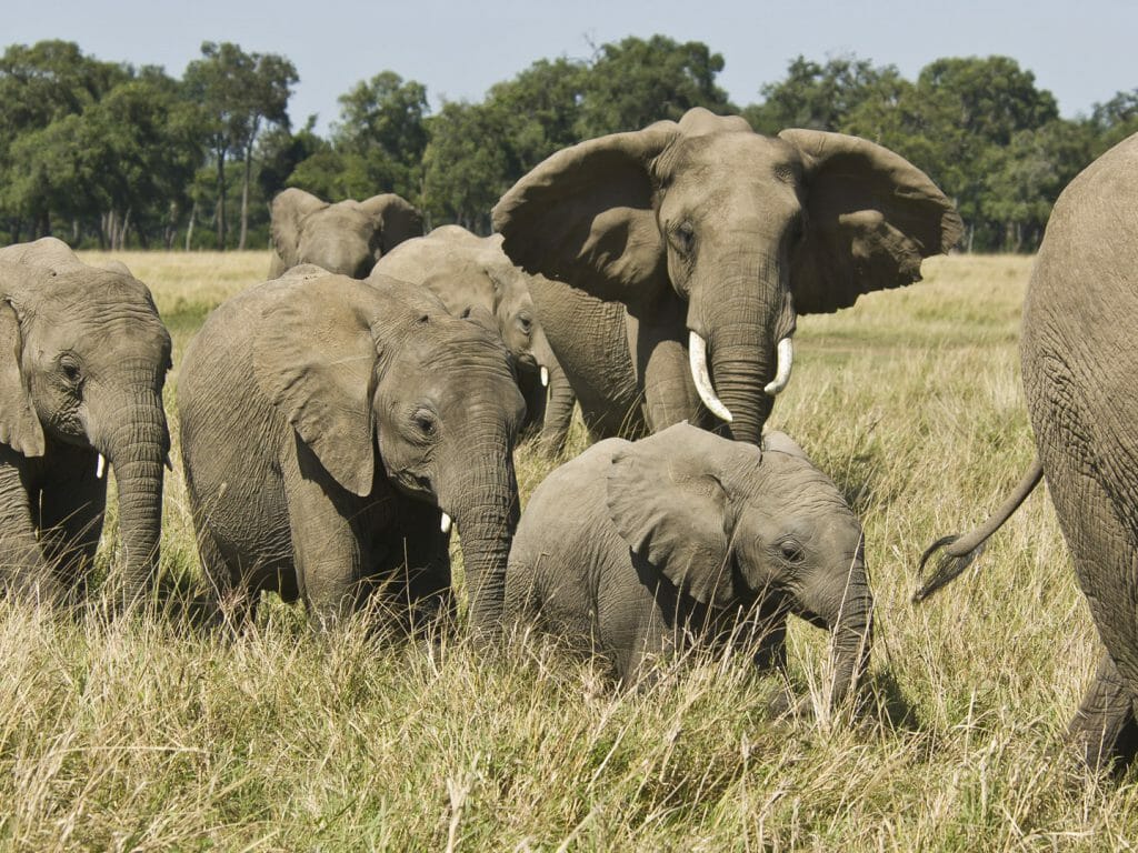 Elephants, Samburu, Kenya