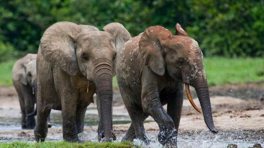 Forest Elephants, Dzanga-Sangha, Republic of Congo